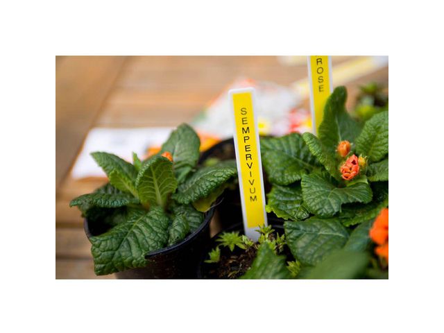 csv_image script asset.8071899.jpg